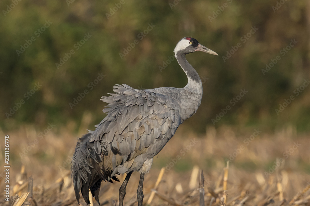 Naklejka premium kranich