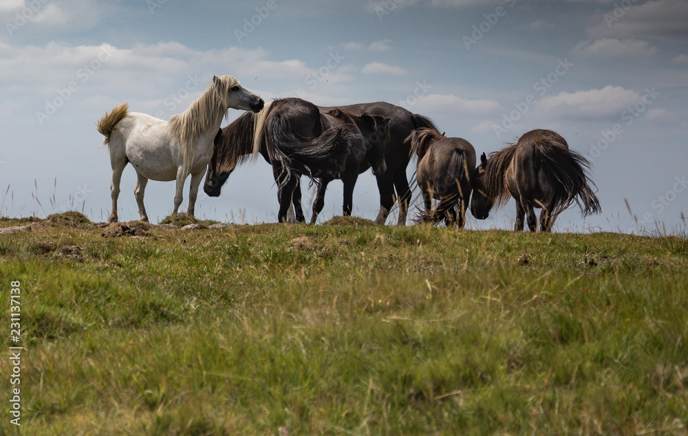 Obraz premium Dartmoor ponies grazing on a sunny morning
