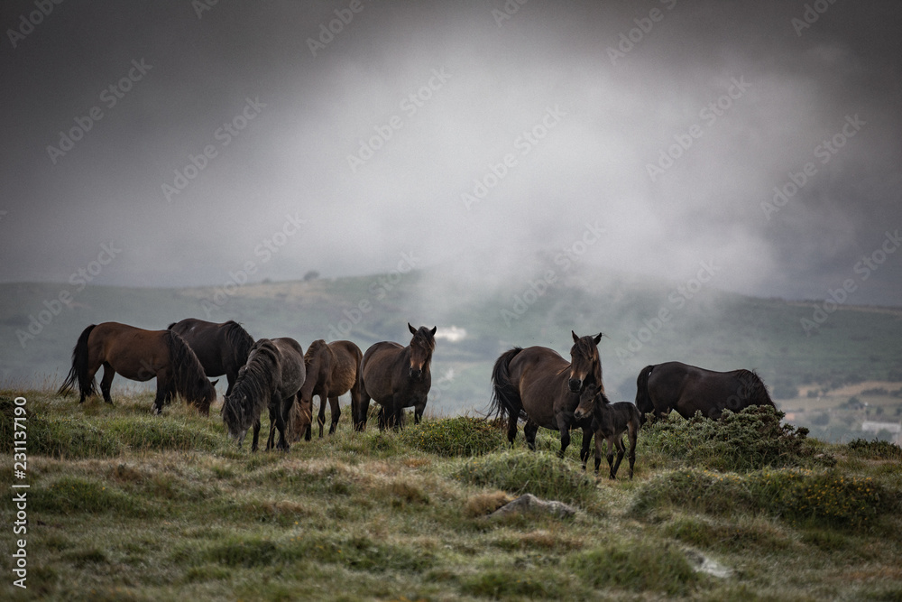 Obraz premium Dartmoor ponies grazing on a foggy morning