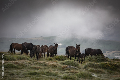 Fotografia Dartmoor ponies grazing on a foggy morning