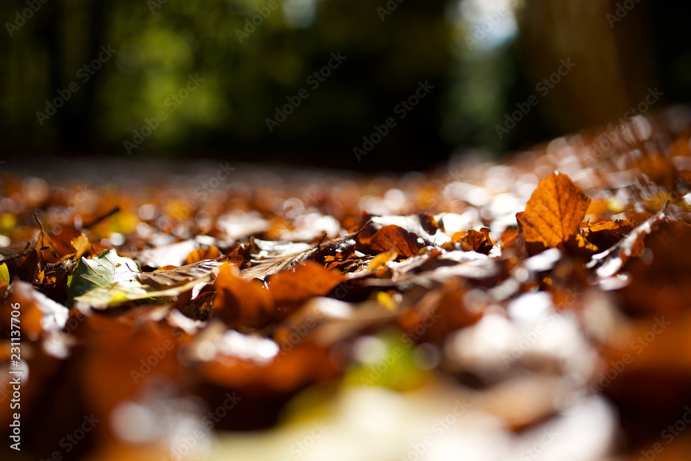 Herbst mit Laub am Boden Nahaufnahme