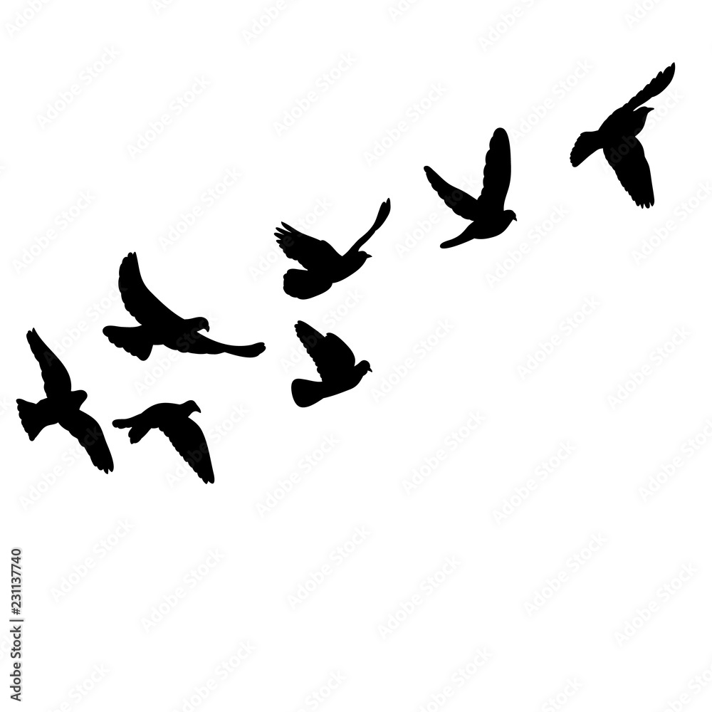 Fototapeta premium na białym tle zestaw sylwetki ptaków latających