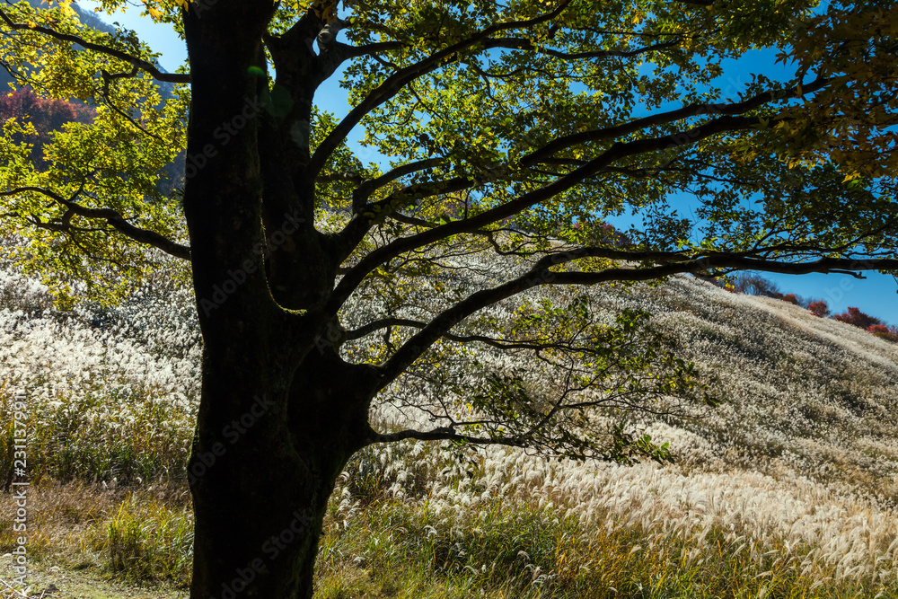 Fototapeta premium 鷹巣原高原