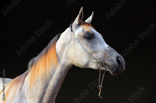 Purebred Arabian Horse, portrait of a grey mare with jewelry bridle in dark background