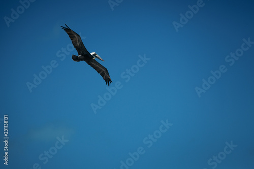 seagull in flight