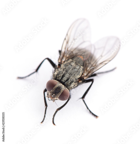 Obraz na płótnie fly isolated on a white