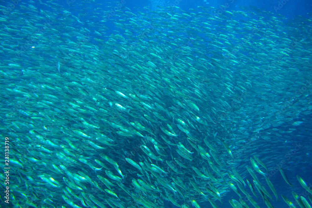 Huge sardine school in open ocean. Silver fish undersea photo. Pelagic fish swimming in seawater. Mackerel shoal.
