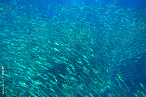 Huge sardine school in open ocean. Silver fish undersea photo. Pelagic fish swimming in seawater. Mackerel shoal.