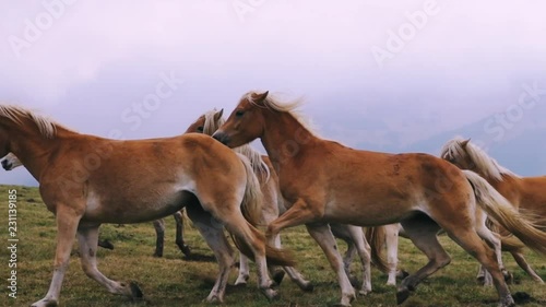 Full HD slow motion close up footage of horse running outside in Dolomites Alps mountain. This is one of most popular tourist destinations in Italy