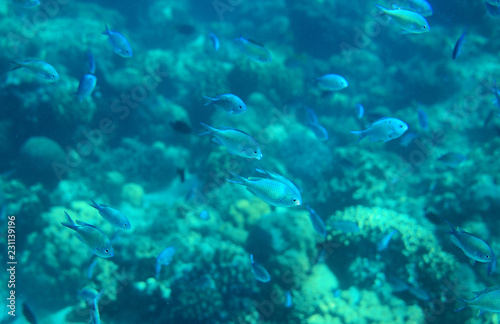 Blue wrasse in coral reef closeup. Tropical sea animal underwater photo. Coral reef fish. Warm sea nature. © Elya.Q