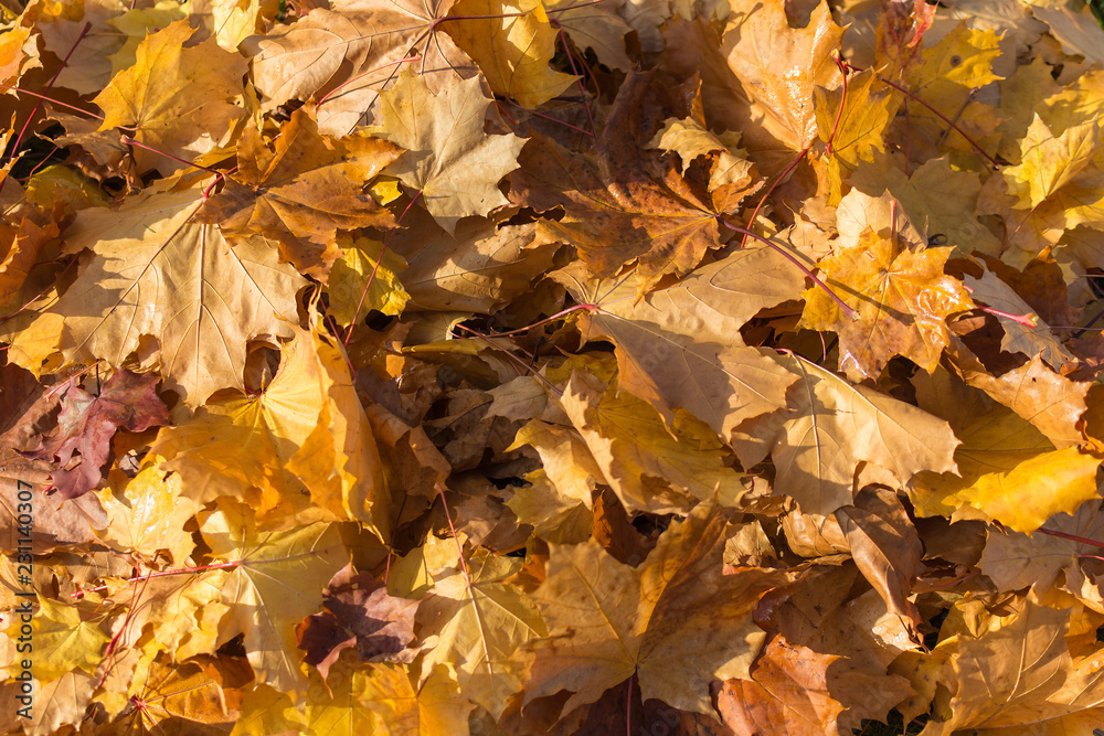 Autumn. Golden maple leaves on the ground. Background Autumn. Golden maple leaves on the ground. Background