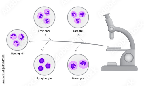 Microscope viewing white blood cells
