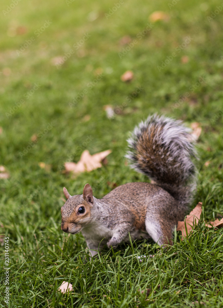 grey squirrel in London park grey squirrel in London park