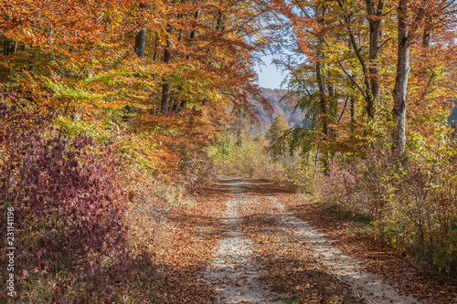 bunter Herbstwald im Donautal bei Beuron