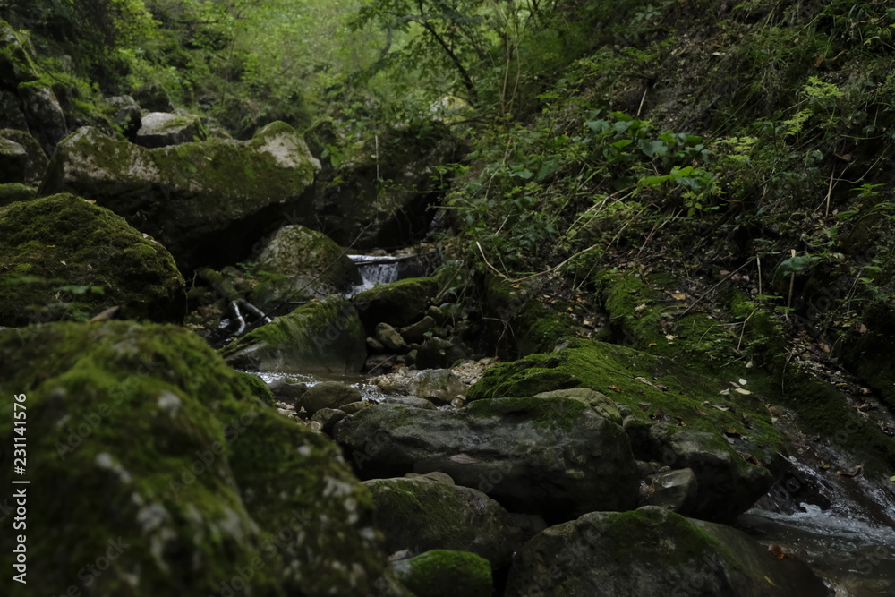 stream in forest stream in forest