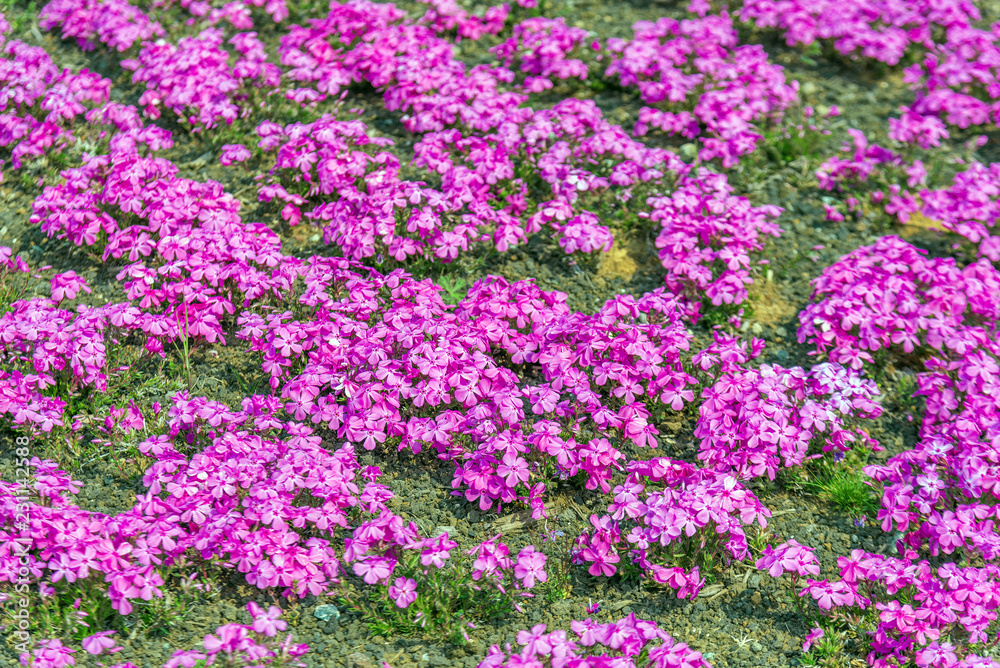 Shibasakura field or pink moss flower in Fuji shibasakura festival Japan. Shibasakura field or pink moss flower in Fuji shibasakura festival Japan.