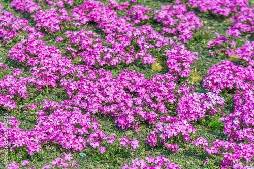 Shibasakura field or pink moss flower in Fuji shibasakura festival Japan.