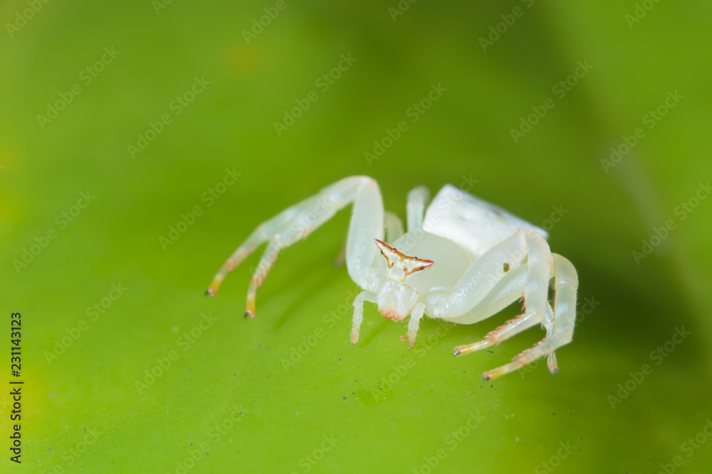Fototapeta premium White Spider Macro