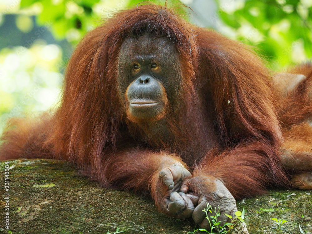 Borneo Orang Utan taking a rest at their playground Borneo Orang Utan taking a rest at their playground