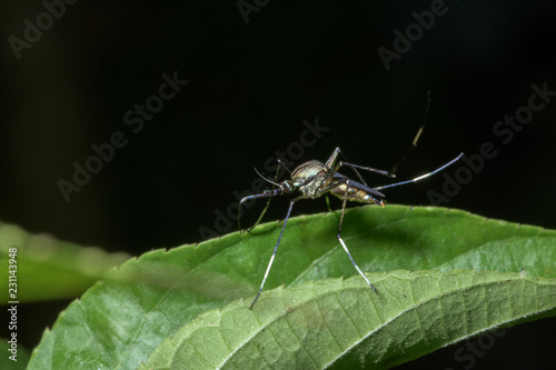 Mosquito Macro on Leaf © ton