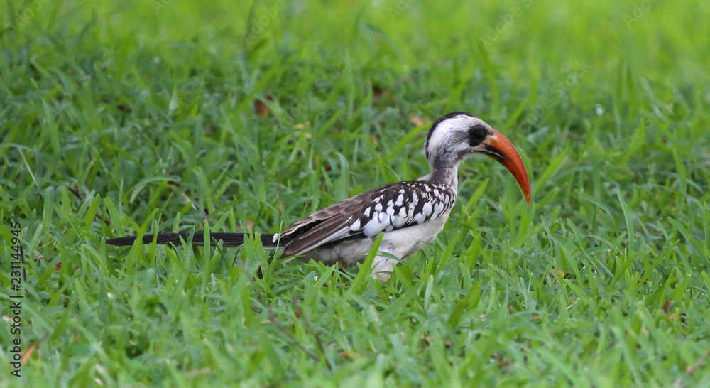 Red billed hornbill (Tockus erythrorhynchus) Red billed hornbill (Tockus erythrorhynchus)