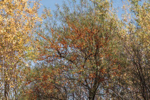 Sanddorn Baum im Herbst