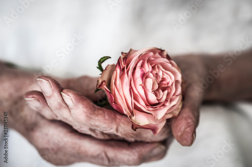 Hands of an old woman are holding a rose / Old women hands hold a red rose.