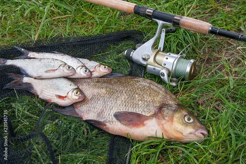 Big freshwater common bream and white bream or silver bream fish with fishing rod with reel on natural background..