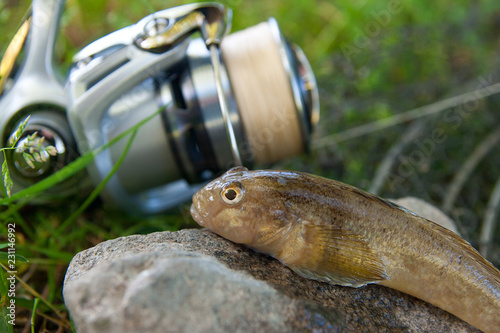 Fotografie Close up view of freshwater bullhead fish or round goby fish just taken from the water on gray stone background and fishing rod with reel