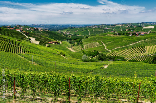 Vineyards near Barbaresco  Cuneo  in Langhe