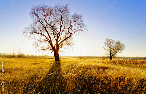 Obraz na płótnie Autumn landscape - old willows in a field on the river Bank lit by the setting sun w salonie