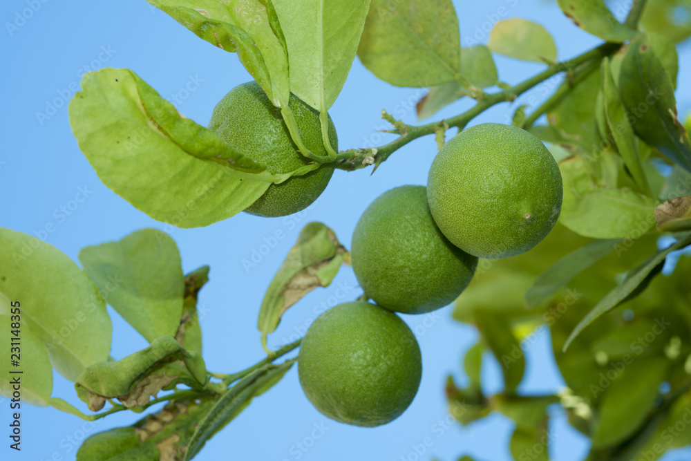 Branches Lime tree with fruits on the blue sky background