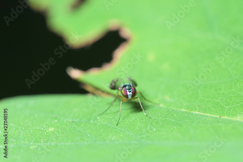 long-legged fly © ton