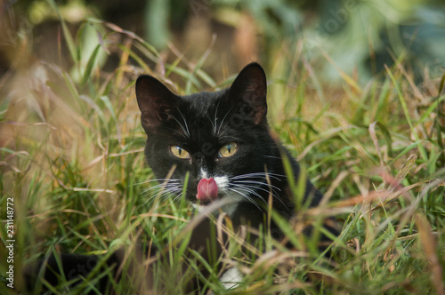 cat in grass © Johannes