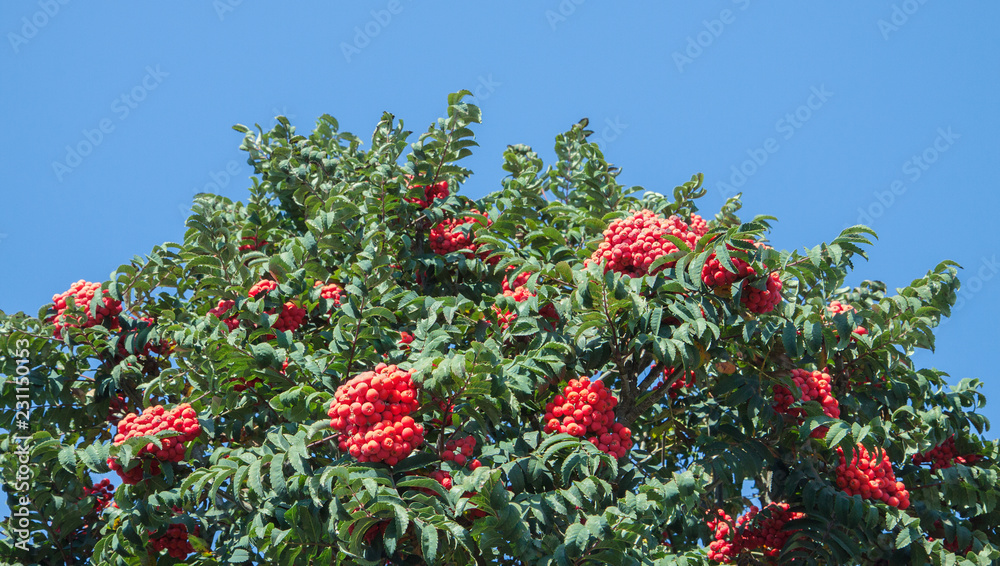 Rowanberry branch. Red mountain ash on background of a blue sky. Autumn red ashberry.