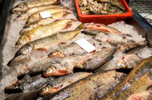 Freshwater fish market, Europe, EC. Wild pike (Esox lucius) - are above in photo and white fish vimba bream (Vimba vimba) or anthe or zarte. Both species are common marketable fish in Baltic region photo