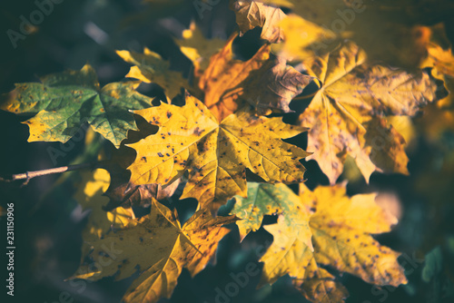 Autumn colour maple leaves