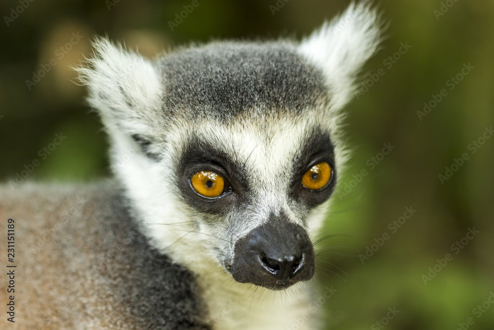 Lémurien - Maki Catta - Vallée des singes - Romagne Lémurien - Maki Catta - Vallée des singes - Romagne