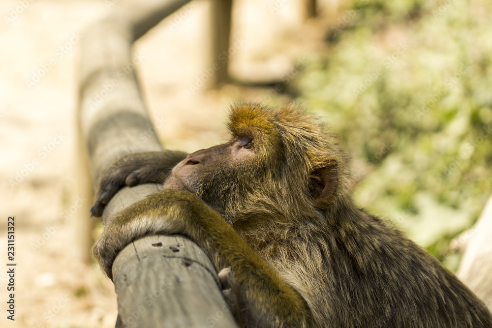Obraz premium Magot - Vallée des singes - Romagne