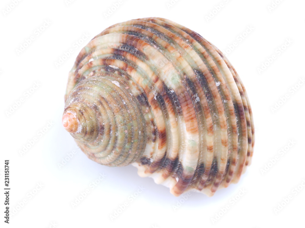 sea shell on white background sea shell on white background