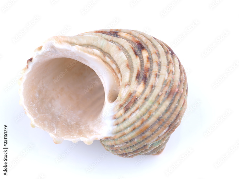 sea shell on white background