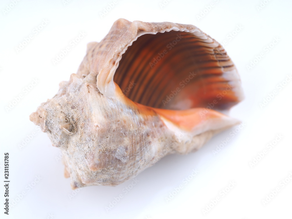 sea shell on white background sea shell on white background