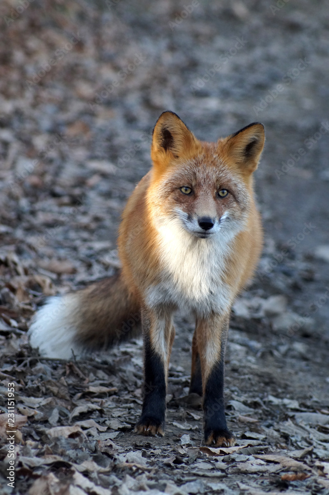 Fototapeta premium Red fluffy Fox on the road