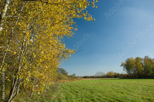 Autumnal yellow birches and green meadow