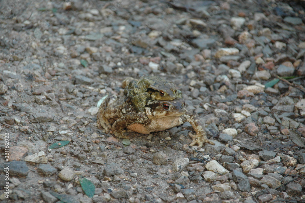 Rana y sapo