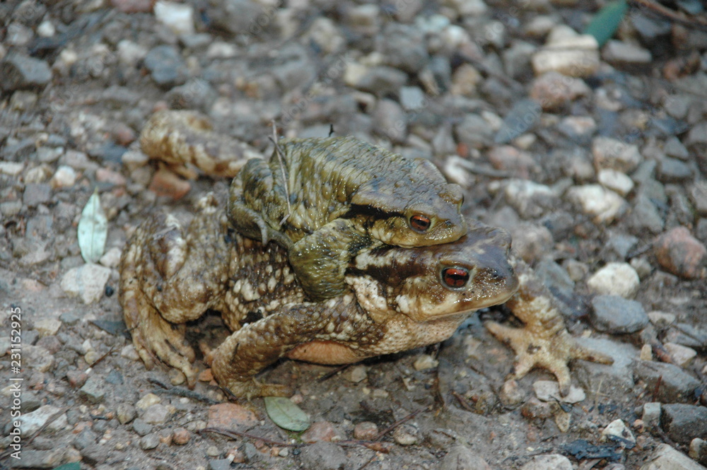 Rana y sapo Rana y sapo
