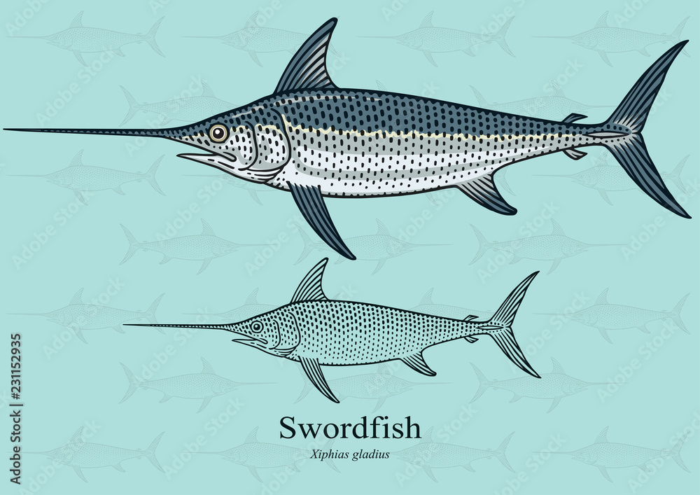 Fototapeta premium Swordfish. Vector illustration with refined details and optimized stroke that allows the image to be used in small sizes (in packaging design, decoration, educational graphics, etc.)
