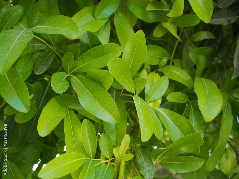 Fototapeta premium Fresh bright green foliage. The leaves of the plant, texture
