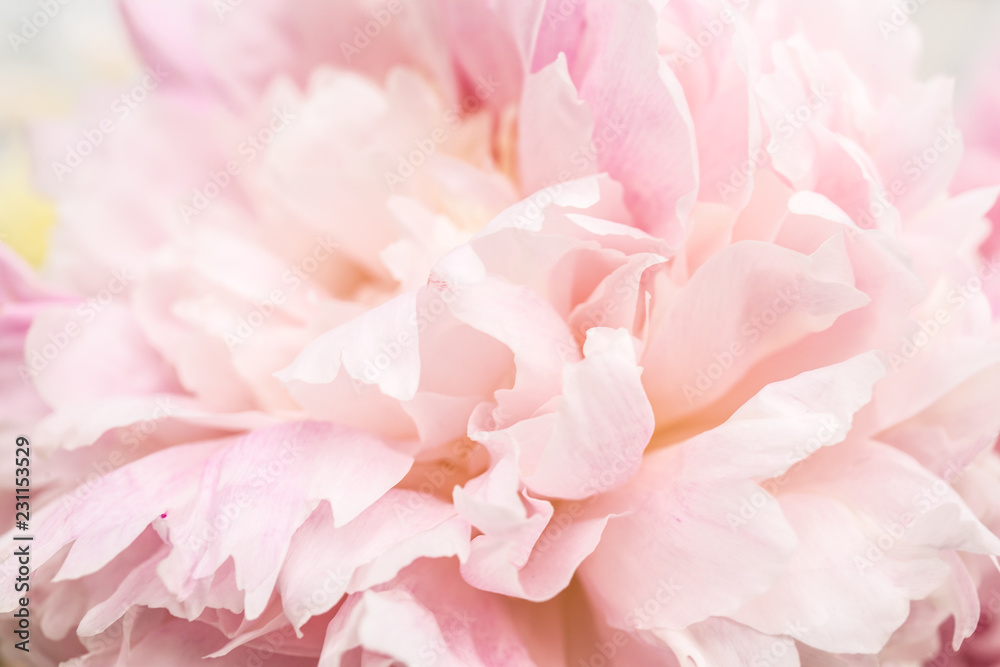 Pastel pink flower on a white background - obrazy, fototapety, plakaty 