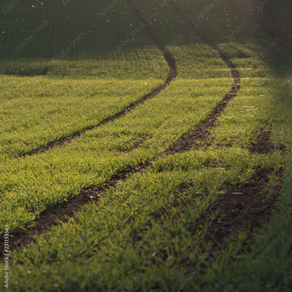 Growing plants on field with mosquitos in sunset light Growing plants on field with mosquitos in sunset light